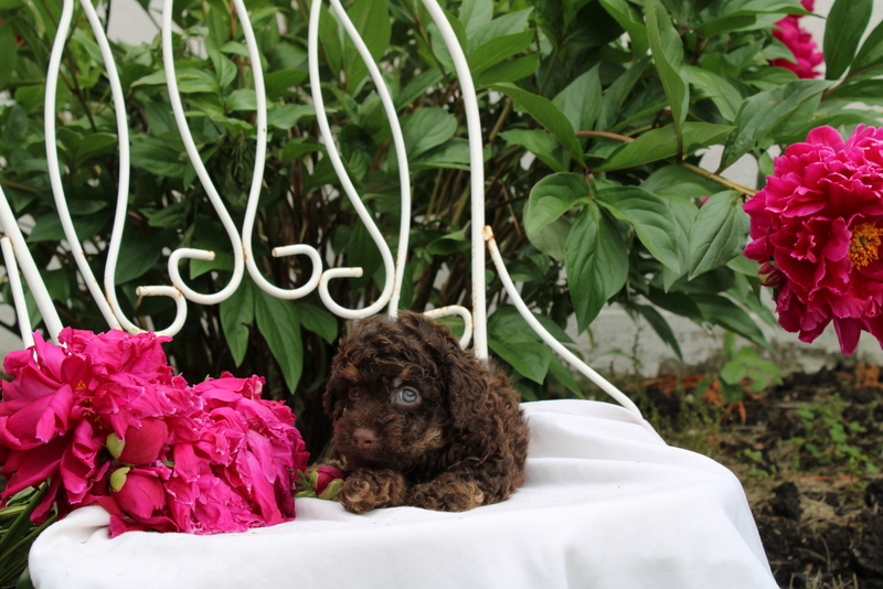 puppy, for, sale, , Matthew B. Stoltzfus, dog, breeder, Gap, PA, dog-breeder, puppy-for-sale, forsale, nearby, find, puppyfind, locator, puppylocator, aca